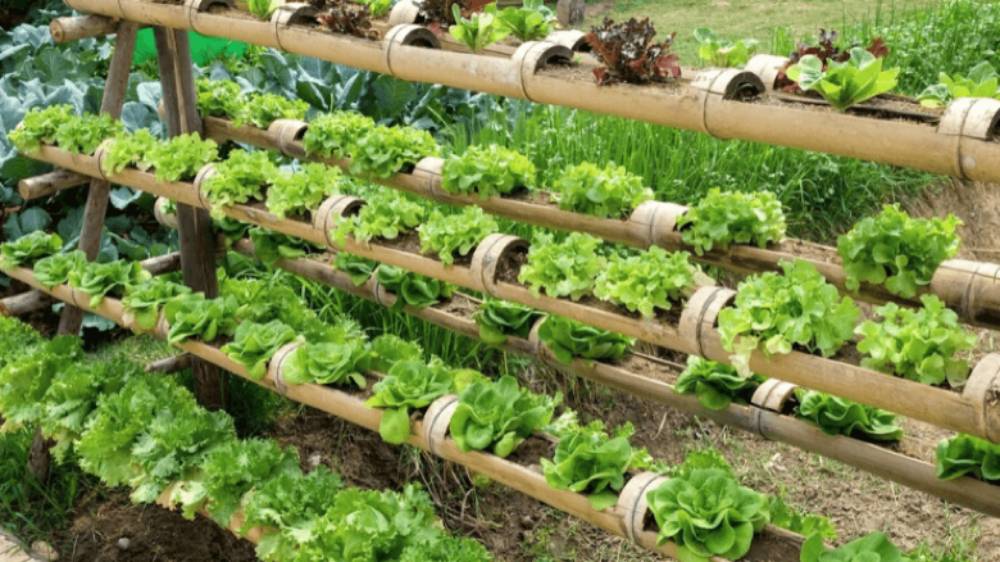 Organic vegetable vertical garden