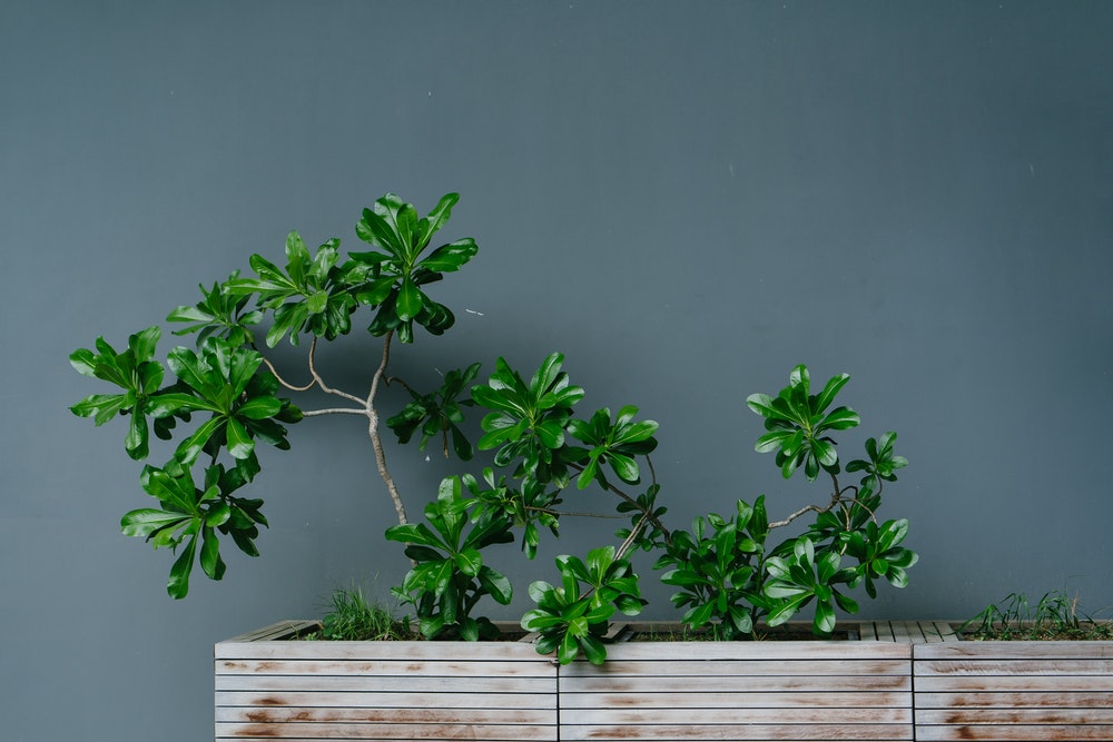 Find the easiest indoor plants