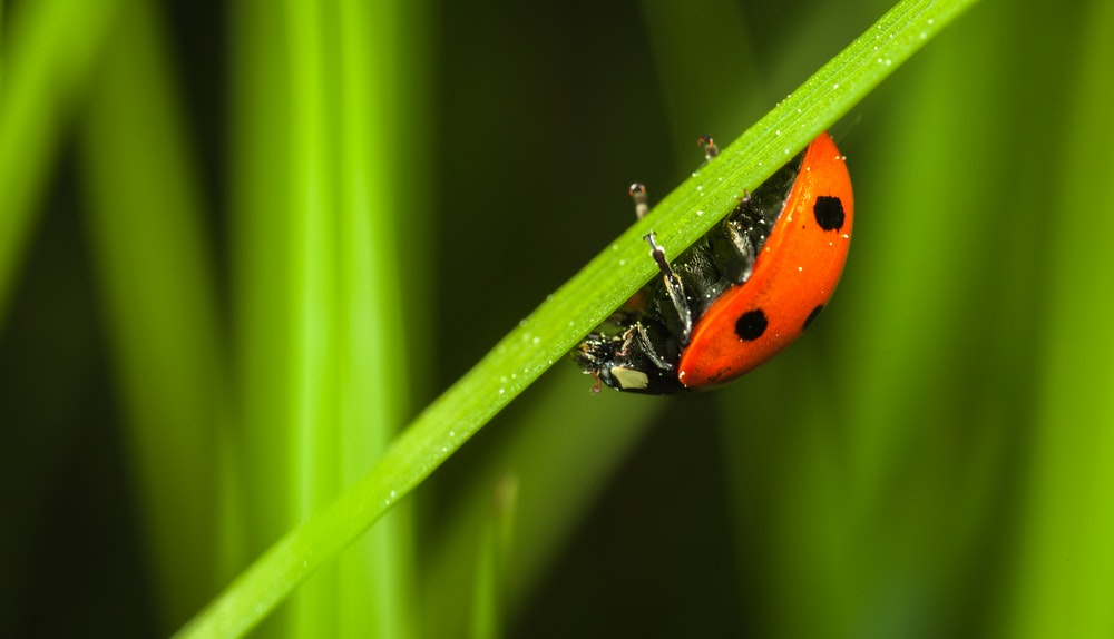 Ladybird aka Ladybug or Lady Beetle