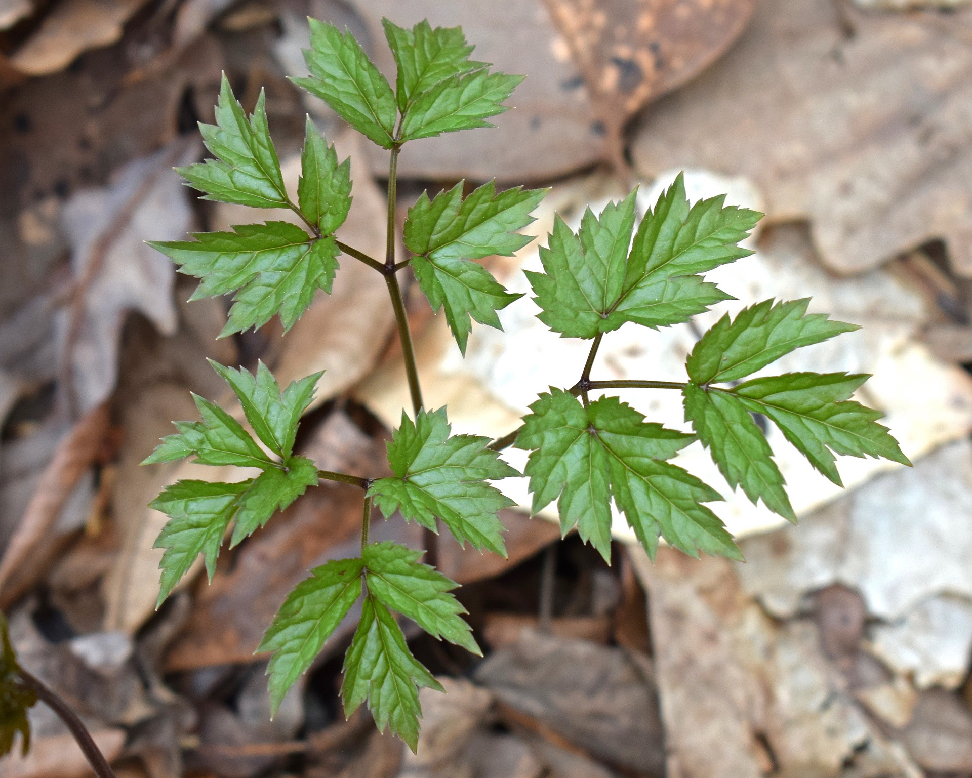 Complete Guide to Growing Black Cohosh in Perth EPHAS