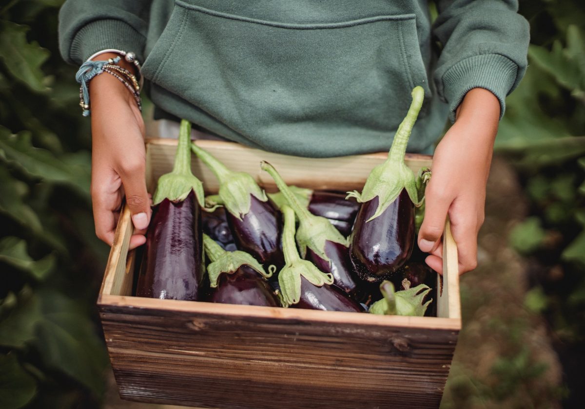 Eggplant