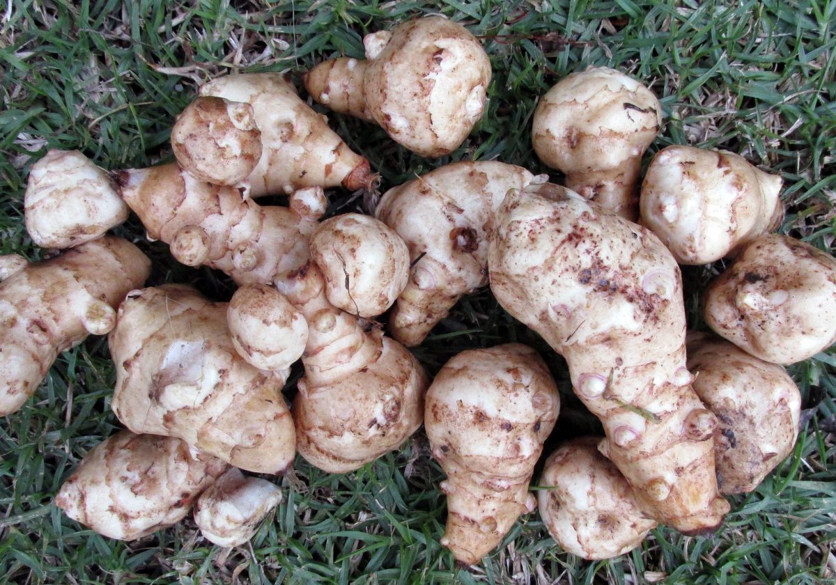 Jerusalem Artichoke