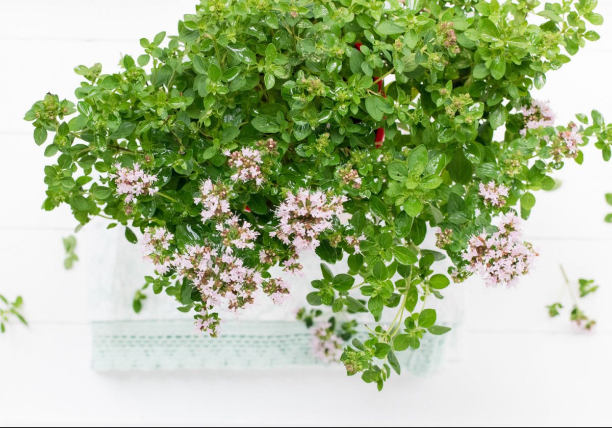 Complete Guide to Growing Marjoram in Perth