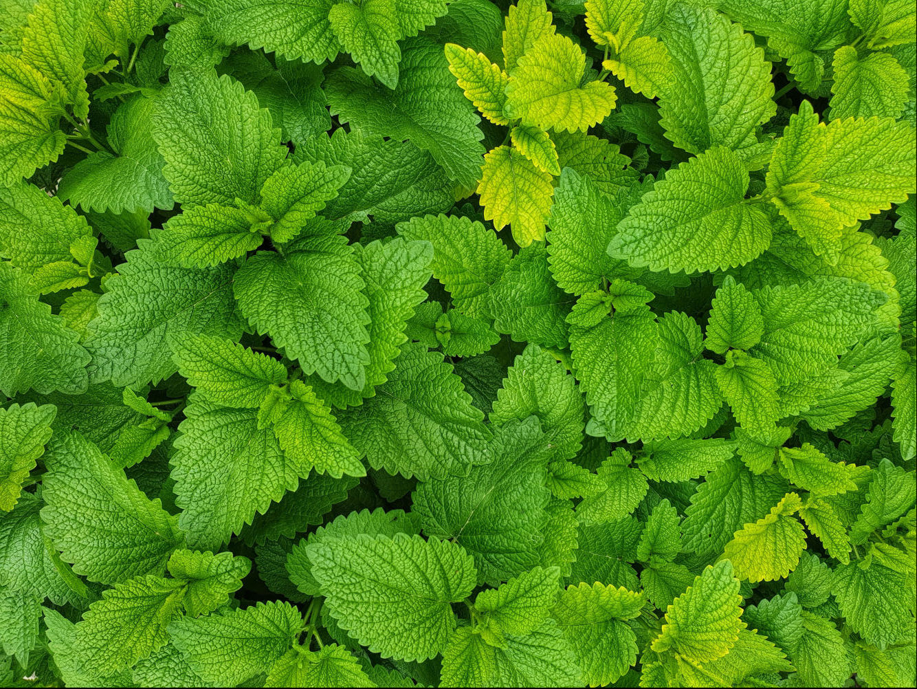 Complete Guide to Growing Mint in Perth - EPHAS