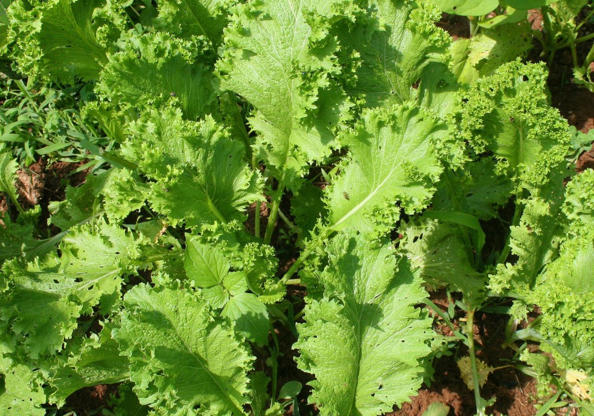 Mustard Greens