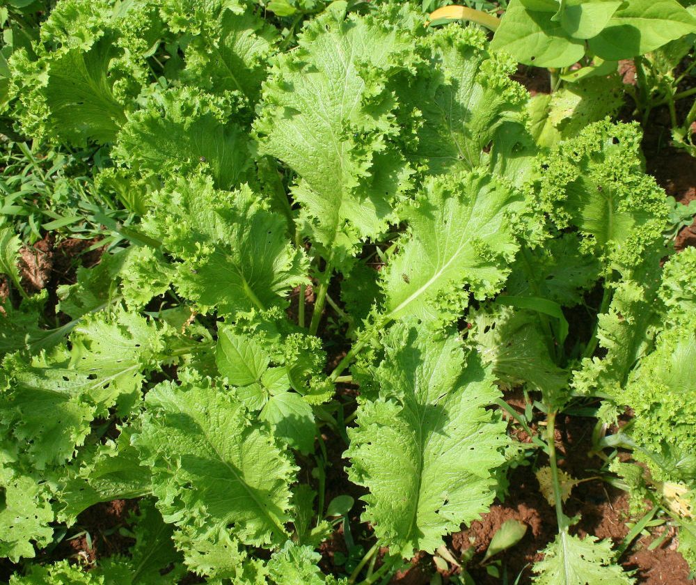 Complete Guide to Growing Mustard in Perth