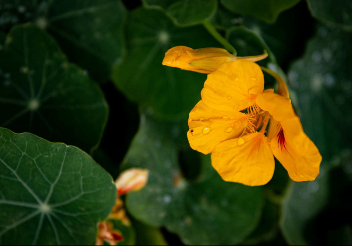 Complete Guide to Growing Nasturtium in Perth