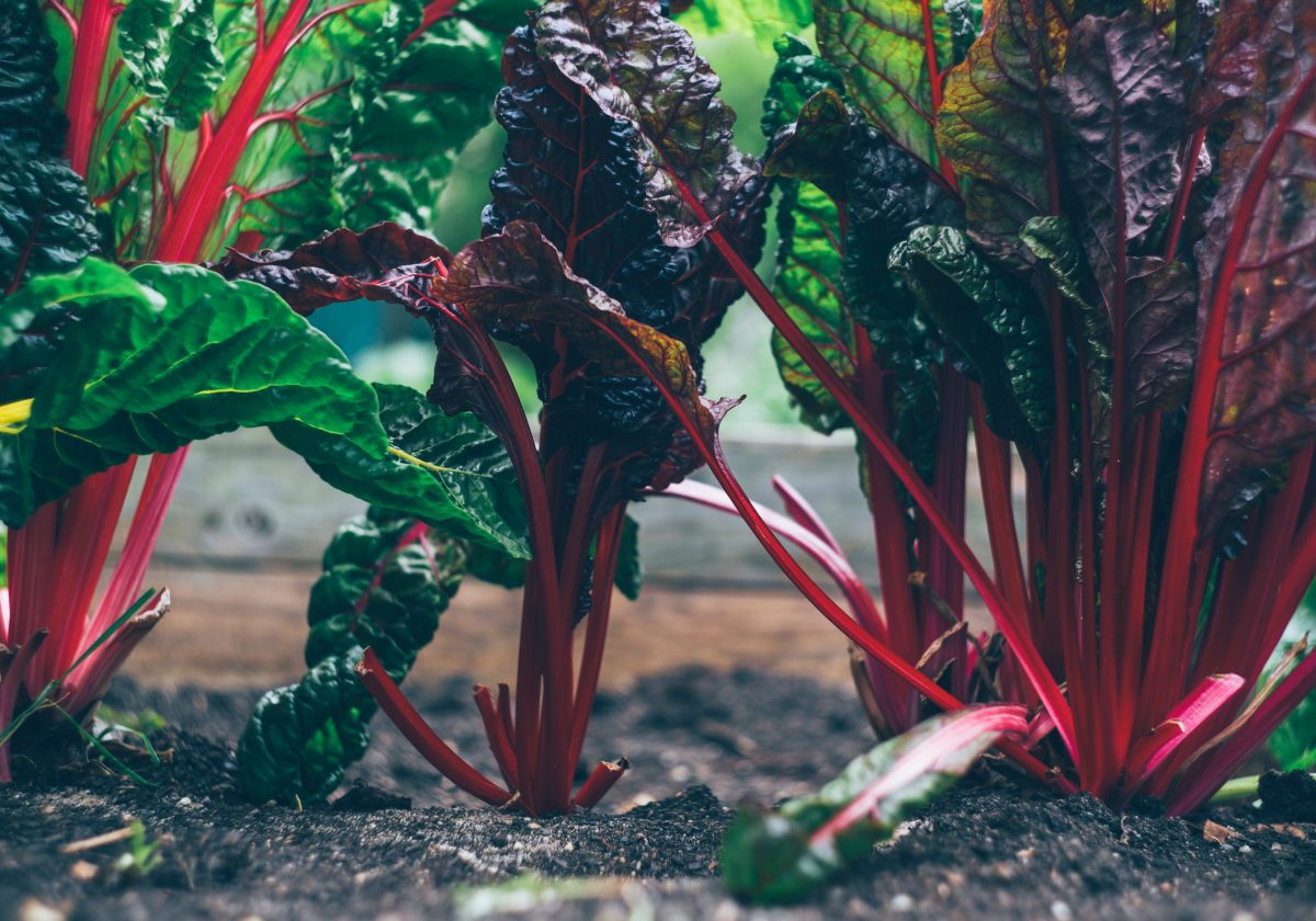 Rhubarb