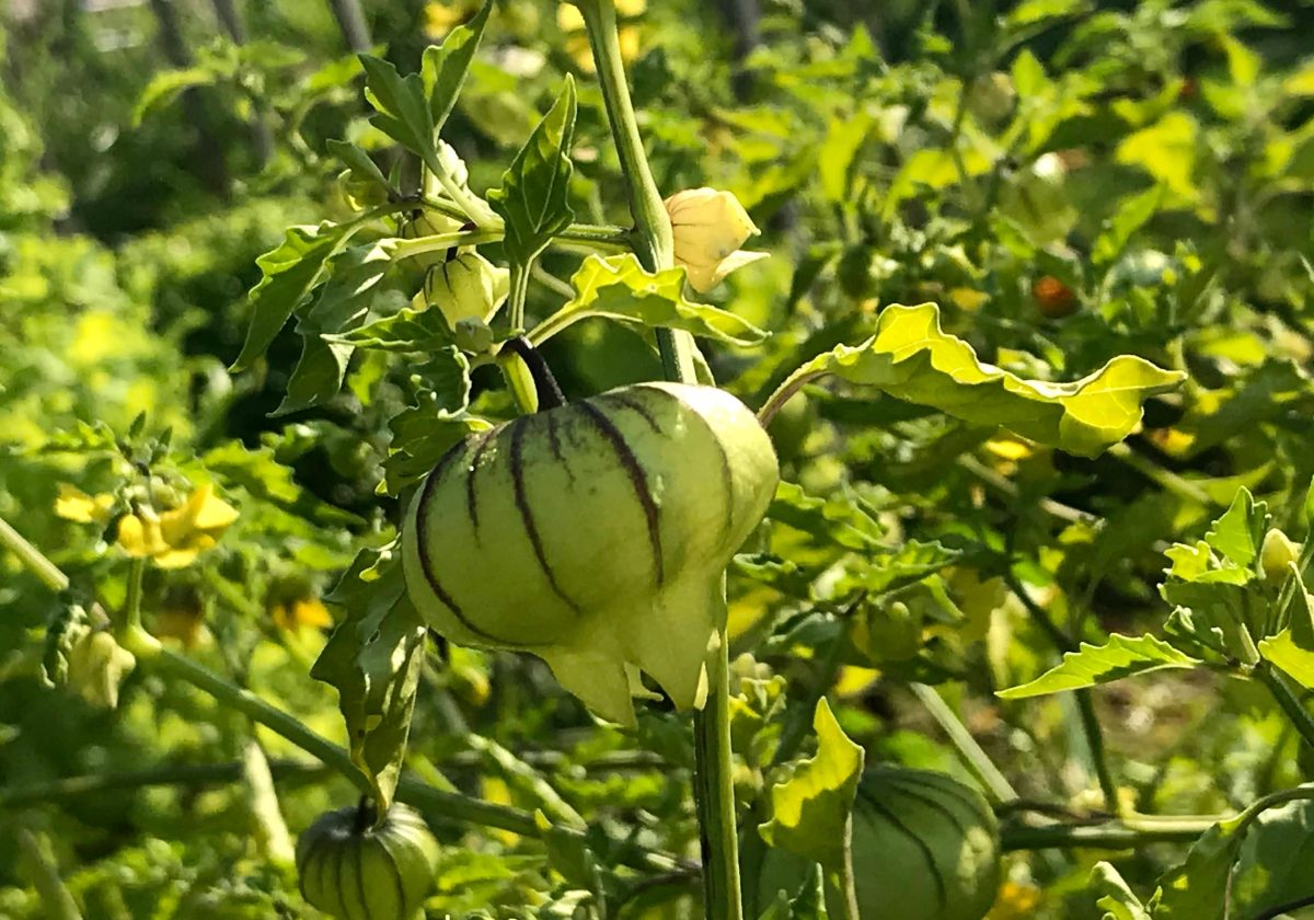 Tomatillo