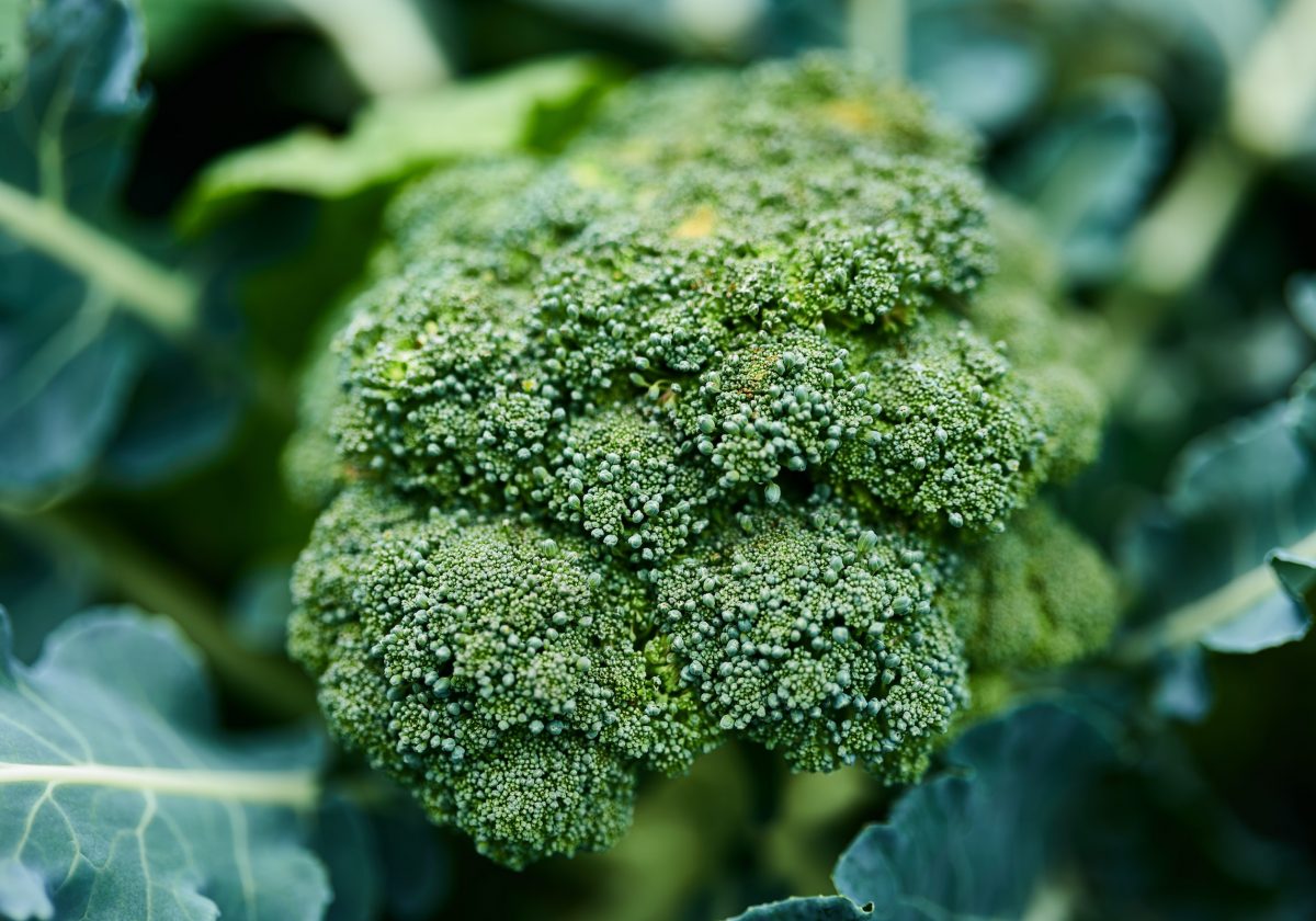 broccoli