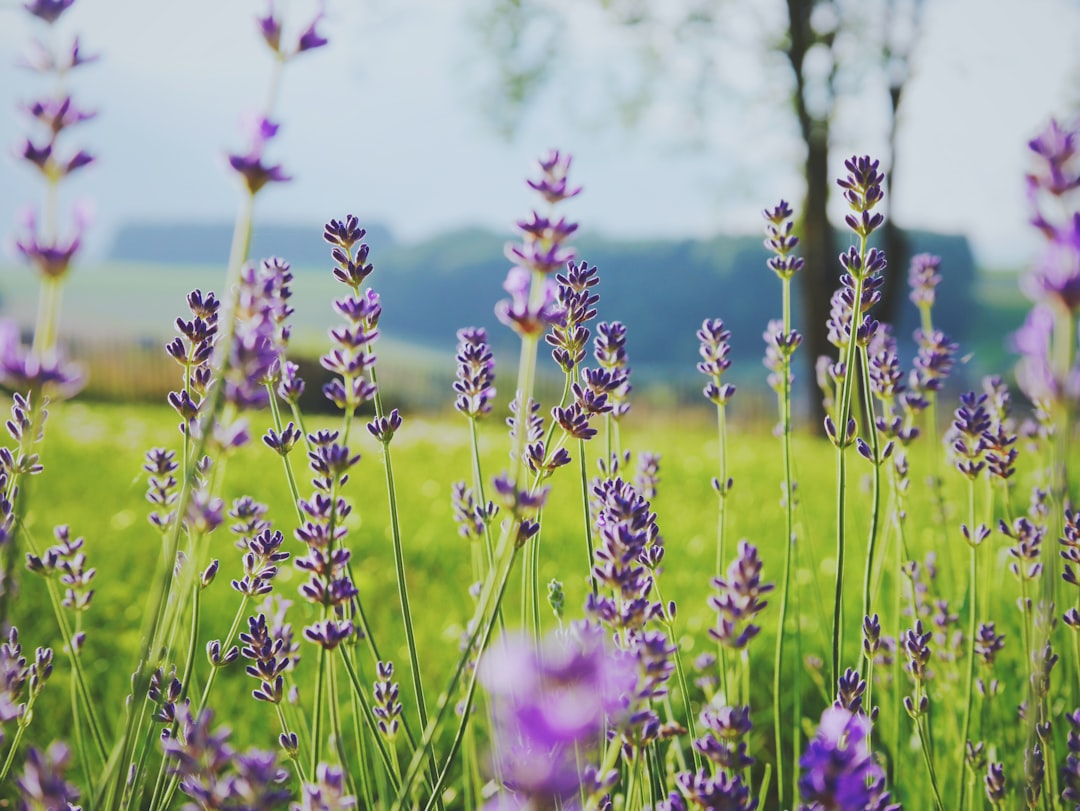 Photo Soothing lavender