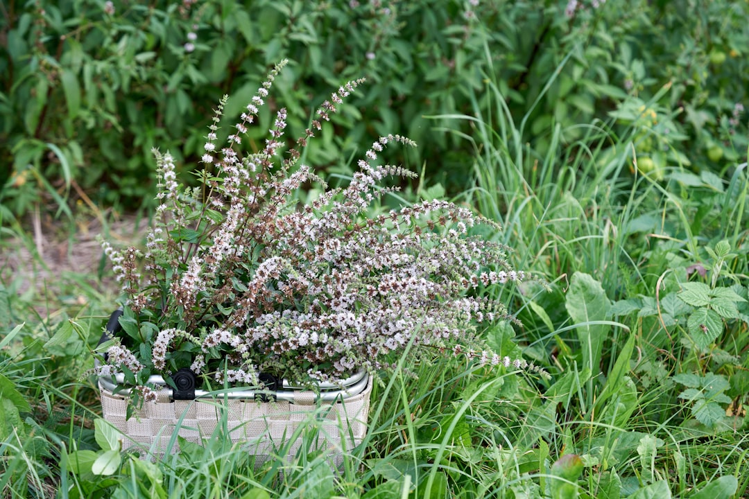 Photo Herbal ingredients