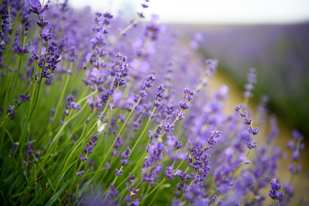 Photo Lavender field