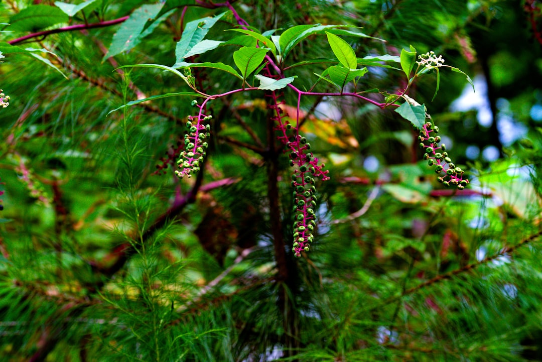 Photo Native plants